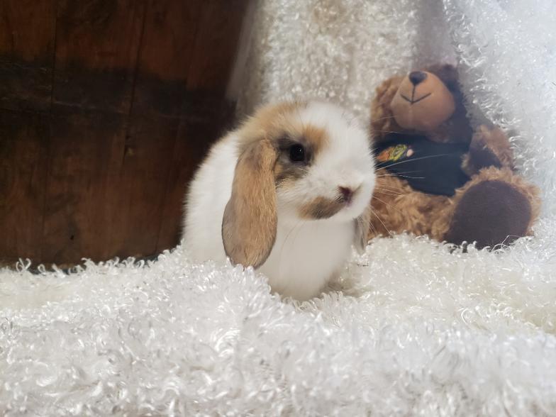 HollandLops For Sale