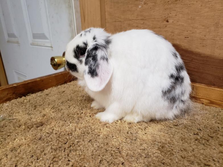 HollandLops For Sale