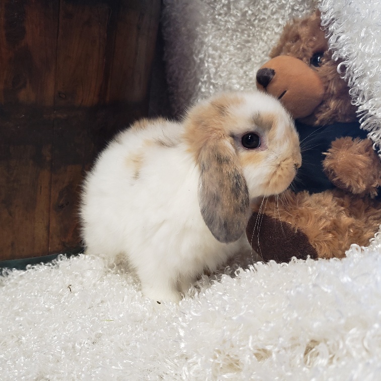 HollandLops For Sale