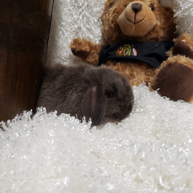 HollandLops For Sale