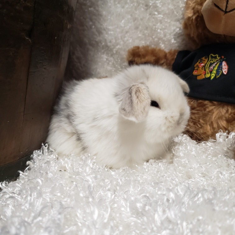 HollandLops For Sale