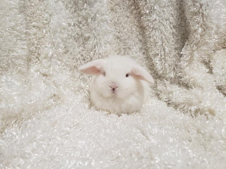 HollandLops For Sale