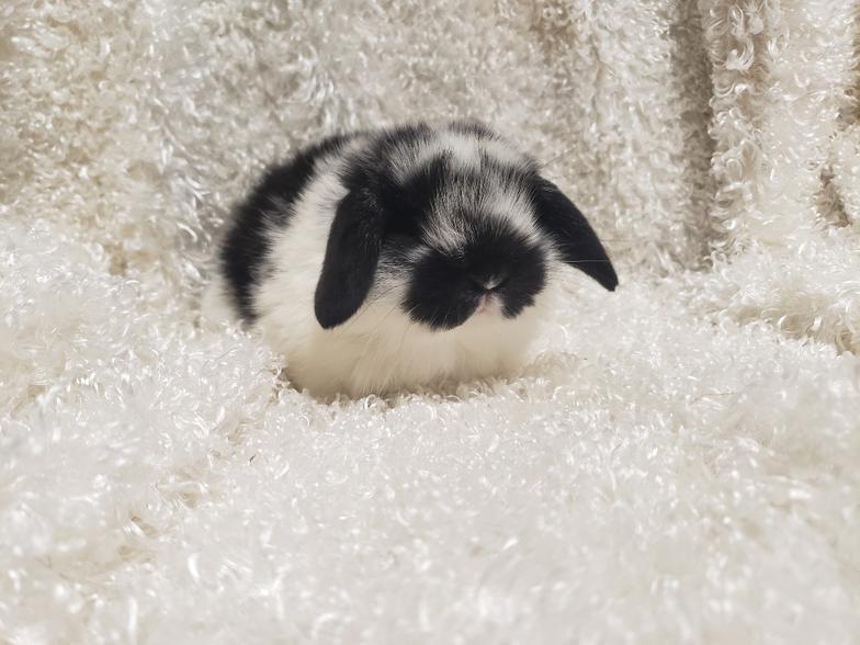 HollandLops For Sale