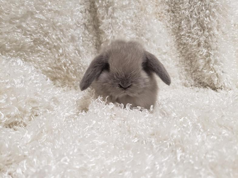 HollandLops For Sale