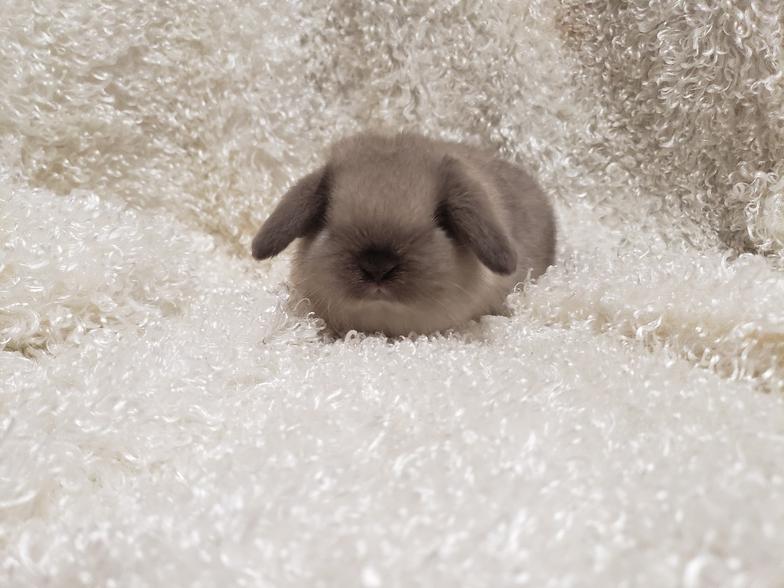 HollandLops For Sale