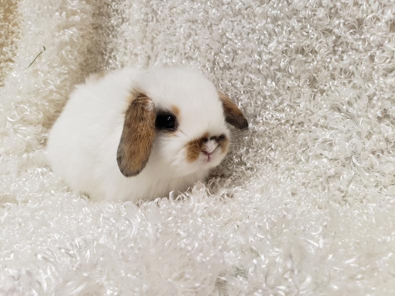 HollandLops For Sale