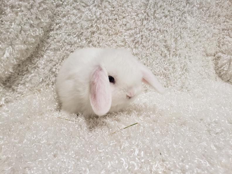 HollandLops For Sale