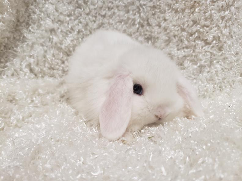 HollandLops For Sale