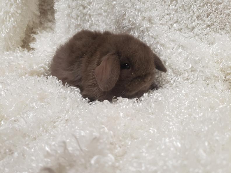 HollandLops For Sale