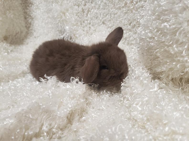 HollandLops For Sale