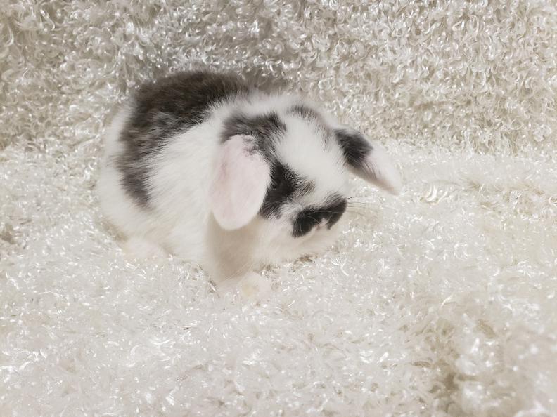 HollandLops For Sale