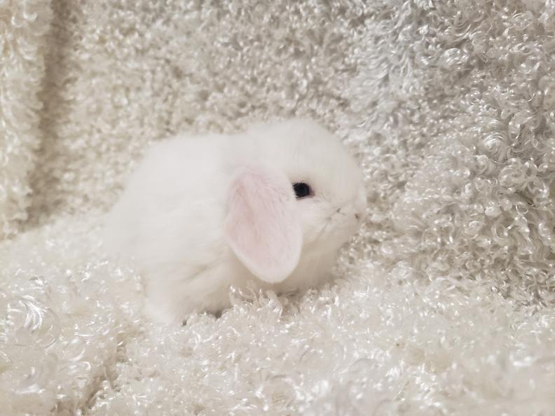 HollandLops For Sale