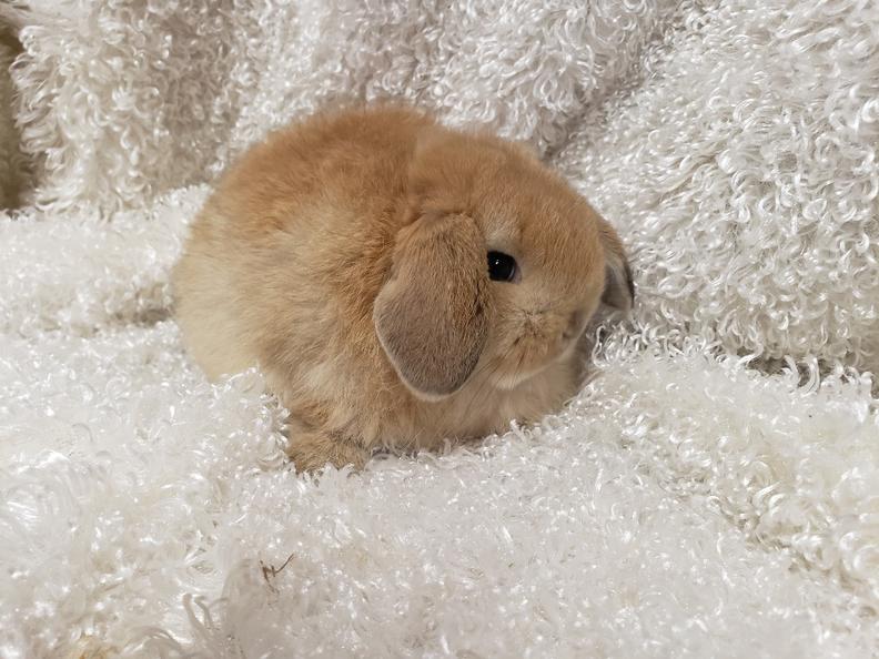 HollandLops For Sale