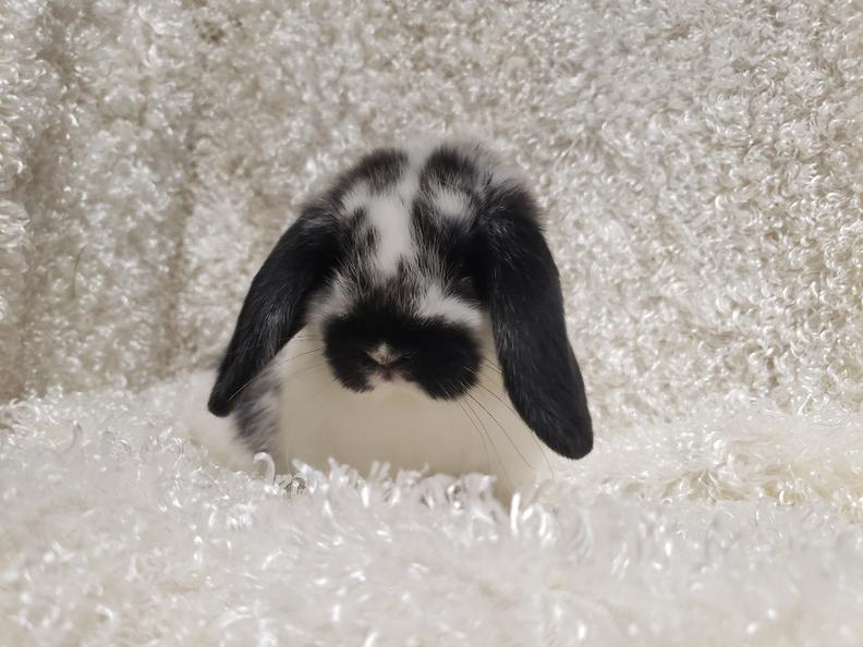 HollandLops For Sale