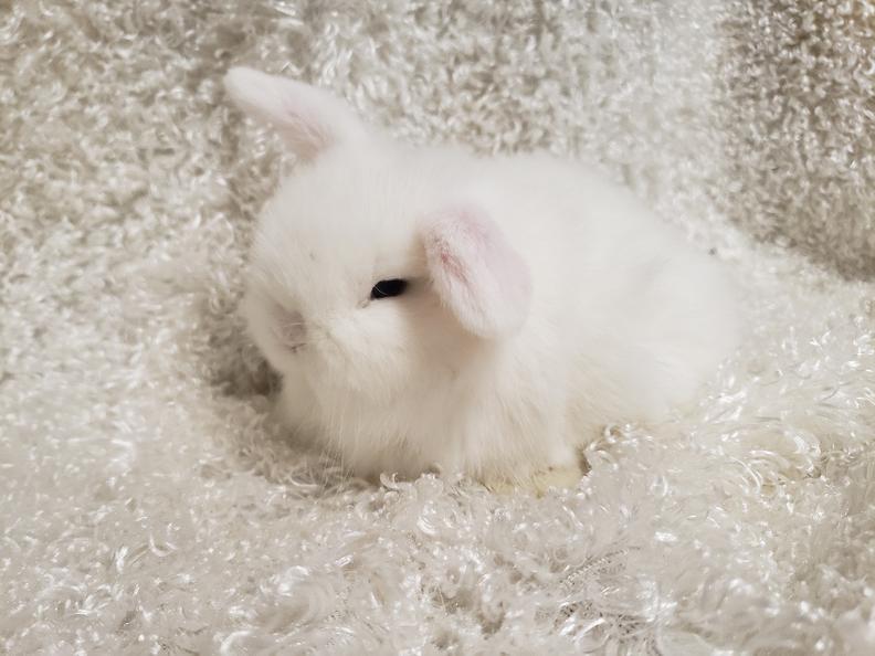 HollandLops For Sale