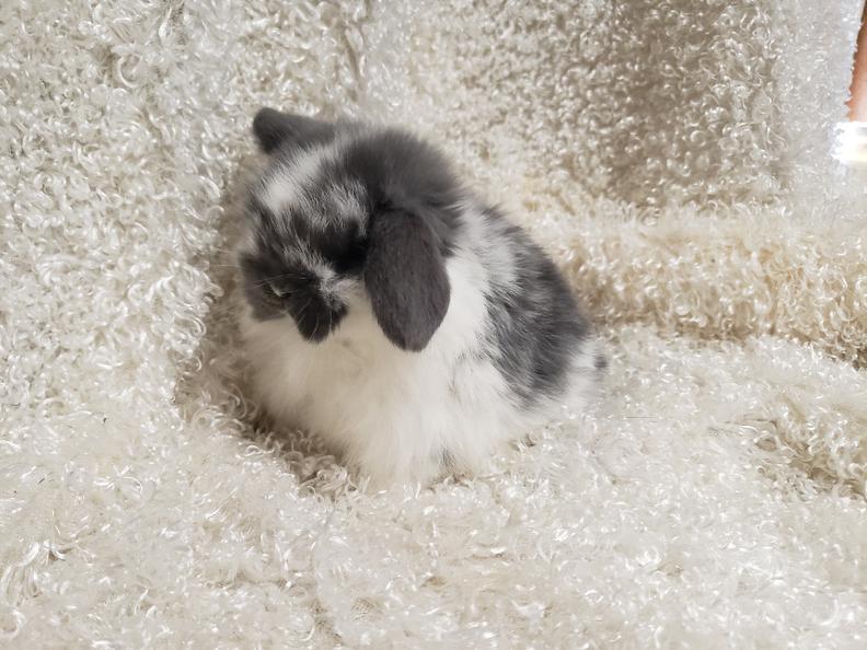 HollandLops For Sale