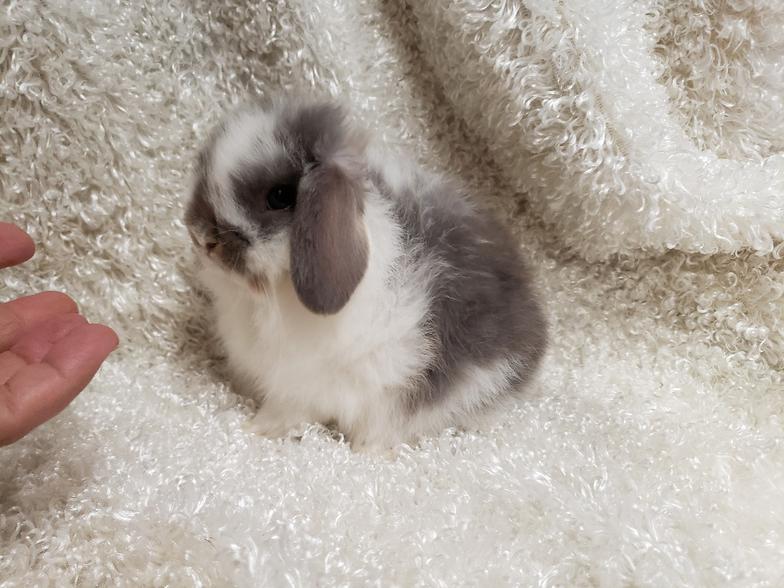 HollandLops For Sale