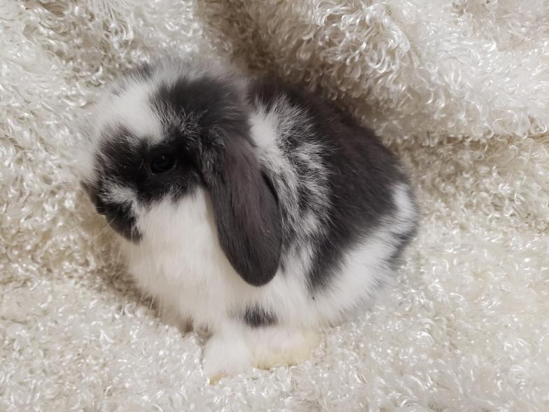 HollandLops For Sale