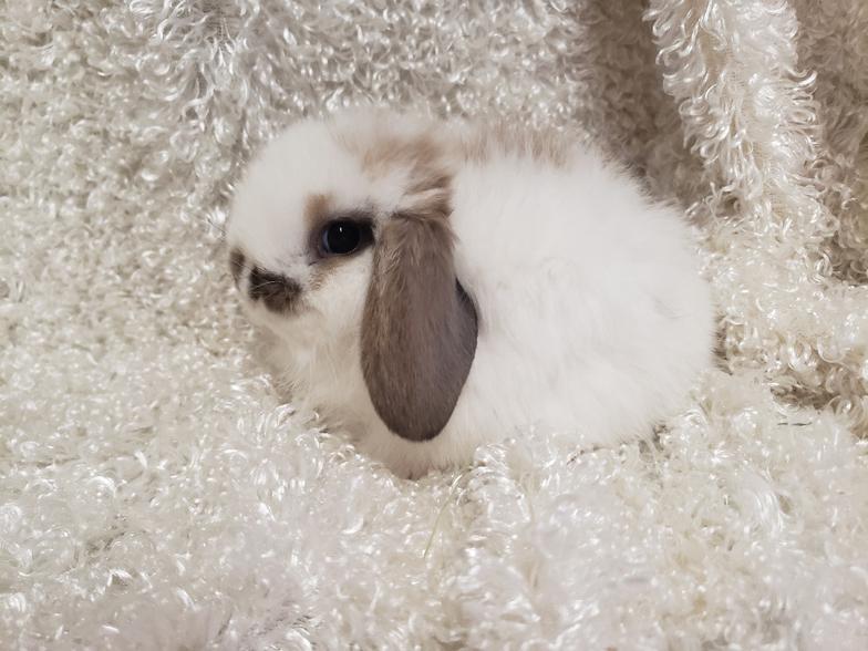 HollandLops For Sale