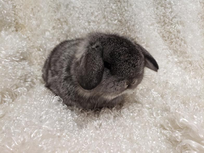 HollandLops For Sale