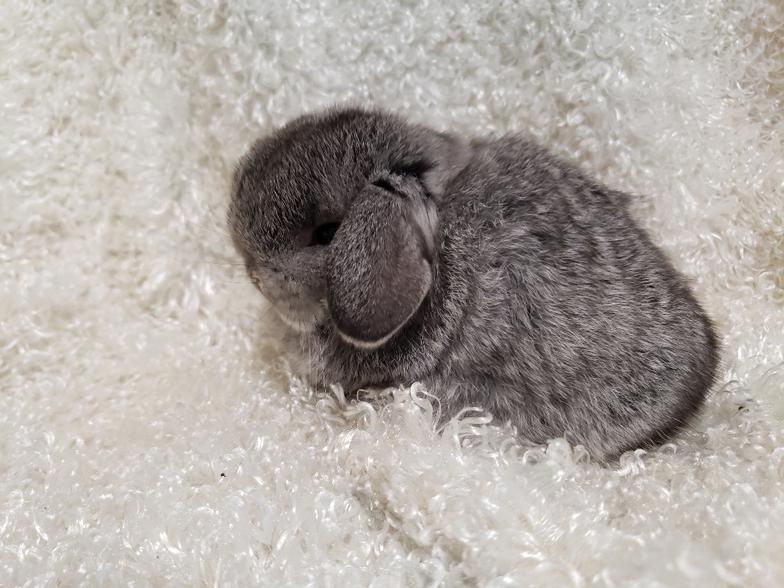 HollandLops For Sale