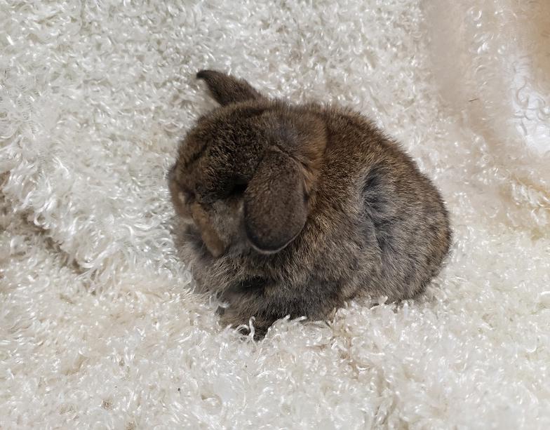 HollandLops For Sale