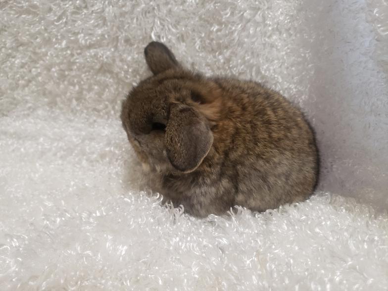 HollandLops For Sale
