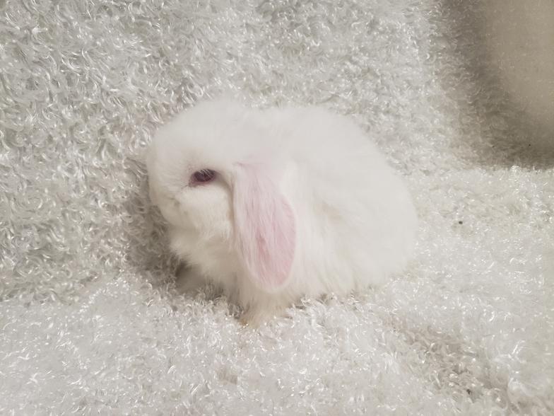 HollandLops For Sale