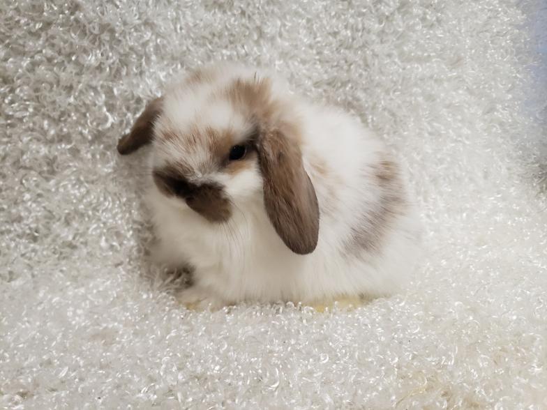 HollandLops For Sale