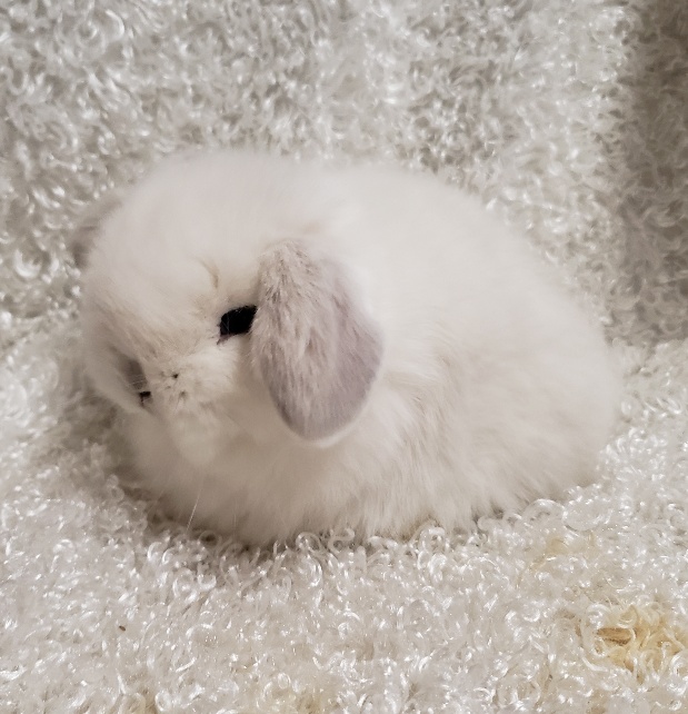 HollandLops For Sale