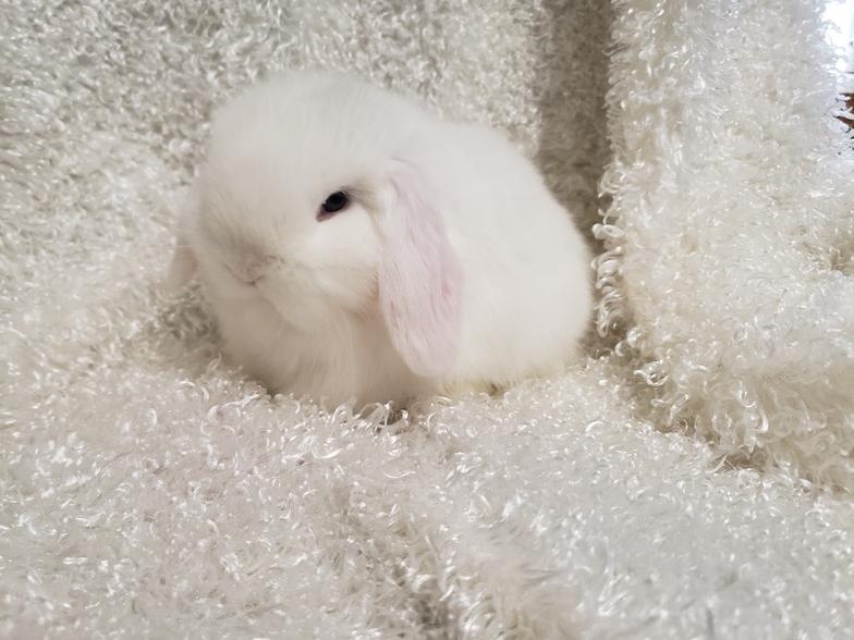 HollandLops For Sale