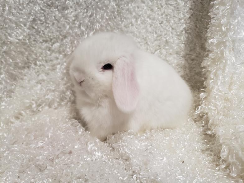 HollandLops For Sale