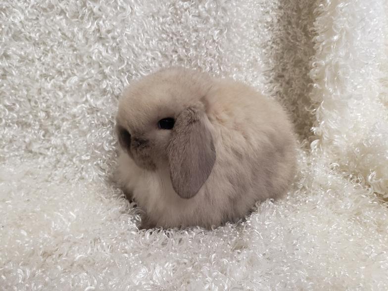 HollandLops For Sale