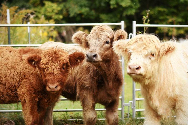 Breed Profile: Highland Cows