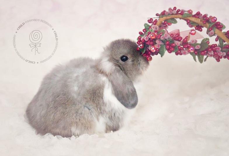 HollandLops For Sale