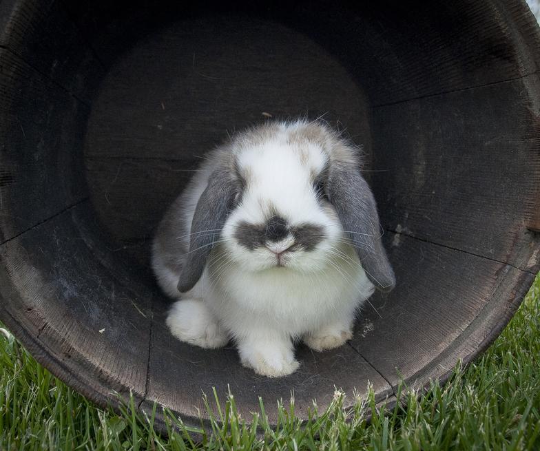 dwarf lop bunny for sale