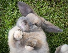 holland-lop-bunnies-for-sale-in-illinois