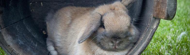 holland-lop-bunnies-for-sale-in-illinois